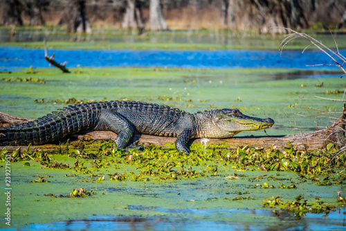 A large American Crocodile in Abbeville  Louisiana