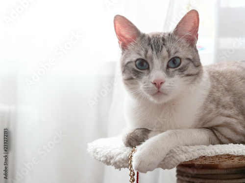 Fototapeta Naklejka Na Ścianę i Meble -  beautiful light gray cat with blue eyes.