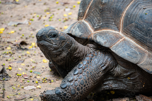 Close-up of Asian giant tortoise