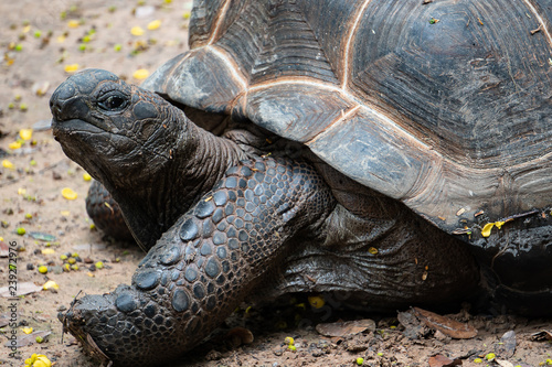 Close-up of Asian giant tortoise