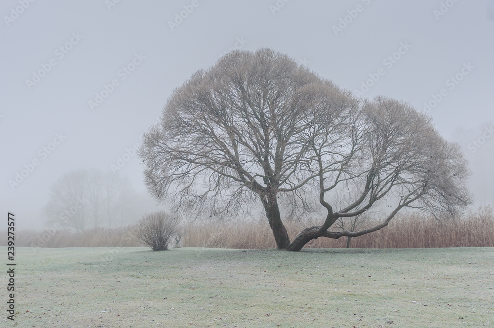 Beautiful tree in a park with fog and first snow. Mysterious park in fog. Tree in mist. Beautiful tree in a park with fog and first snow. Mysterious park in fog. Tree in mist.