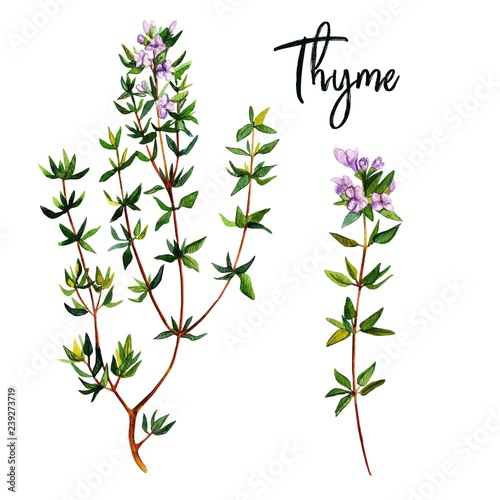 Thyme branches with flowers  watercolour illustration