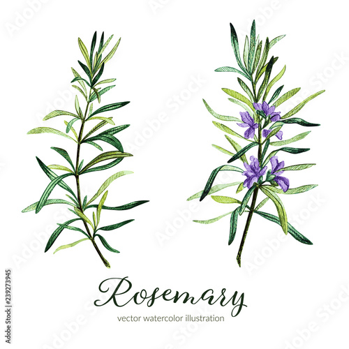Rosemary. Vector watercolor illustration.