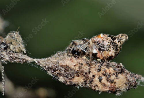 Trashline Orbweaver spiders (Cyclosa turbinata) are quite interesting. They are tiny spiders that camouflage themselves as insect detritus from its own web. This way it can avoid predators.