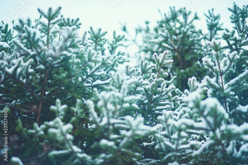 Beautiful fluffy fir branch covered with snow in winter on Christmas on nature in forest. copy space