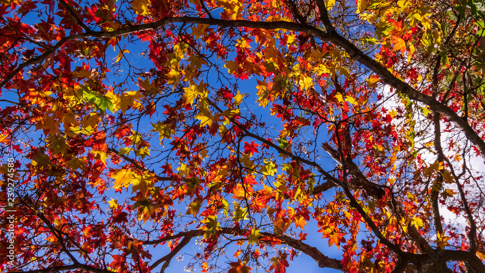 Fototapeta premium 矢ケ崎公園 秋