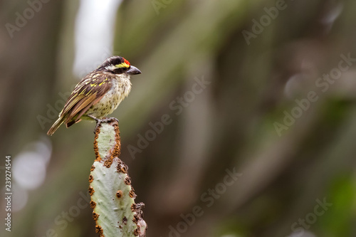 Red-fronted barbet bird perch on Euphorbia at Serengeti National Park in Tanzania, East Africa photo