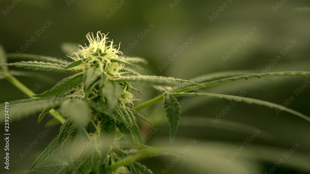 Cannabis Marijuana Weed Bud Macro Close Up In Garden Grow Cannabis Marijuana Weed Bud Macro Close Up In Garden Grow