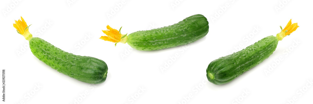 one fresh cucumbers isolated on white background one fresh cucumbers isolated on white background