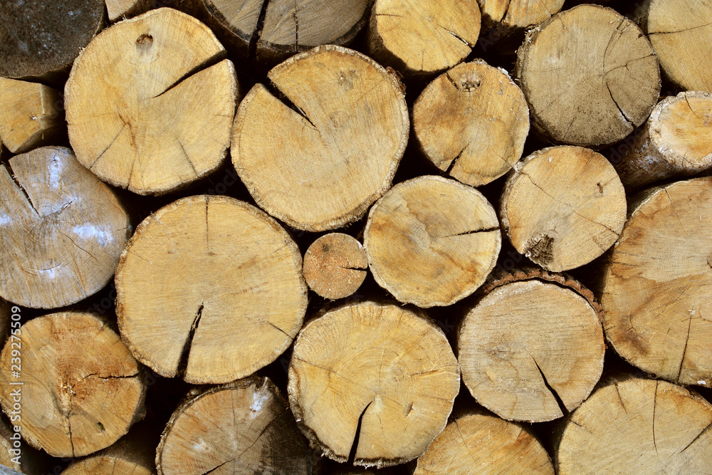 Oak tree logs. Wood cuts. Chopped firewood. Deforestation background. Oak tree logs. Wood cuts. Chopped firewood. Deforestation background.