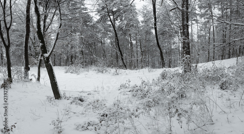 Panorama of heavy snow into the forest