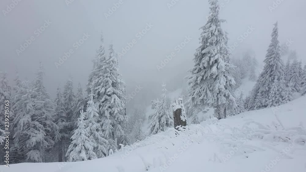 Foggy forest on top of the mountain during snow fall. Winter day with pine trees covered in heavy snow. Frozen landscape Foggy forest on top of the mountain during snow fall. Winter day with pine trees covered in heavy snow. Frozen landscape