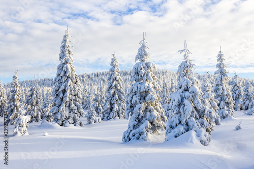 Calm view of the snowy landscape with snowy white trees and forest in the background and smooth cloudy sky in Krkonose (Giant Mountains)