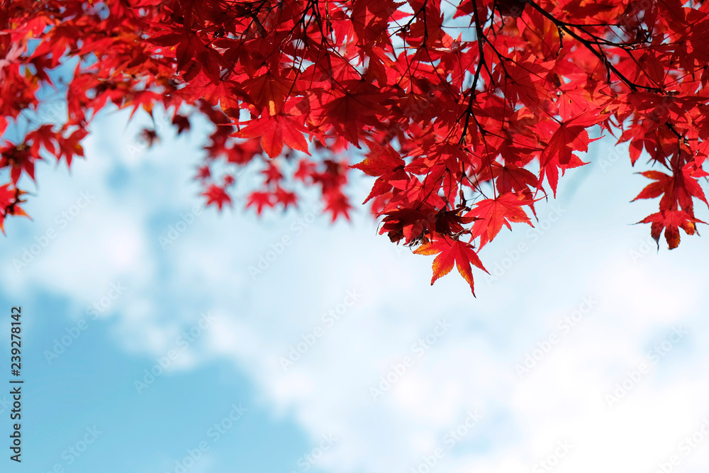 Autumn leaves with the blue sky background Autumn leaves with the blue sky background