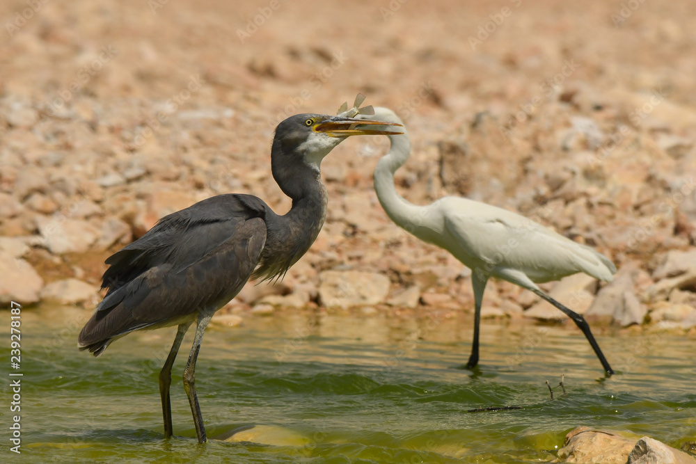 Naklejka premium Western Reef-Egret / Egretta gularis