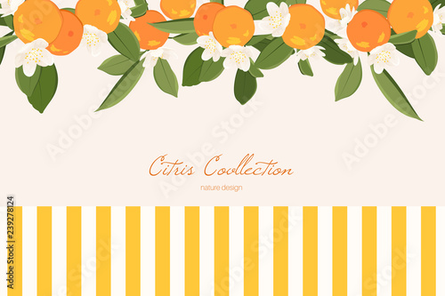 Mandarin horizontal banner on beige background. Organic food frame, citrus design template. Tangerine colored vector illustration.