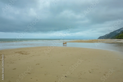 Dog Walking on Beautiful Tropical Beach at Koh chang island in the morning and rainy Day Trat Thailand © Sumeth