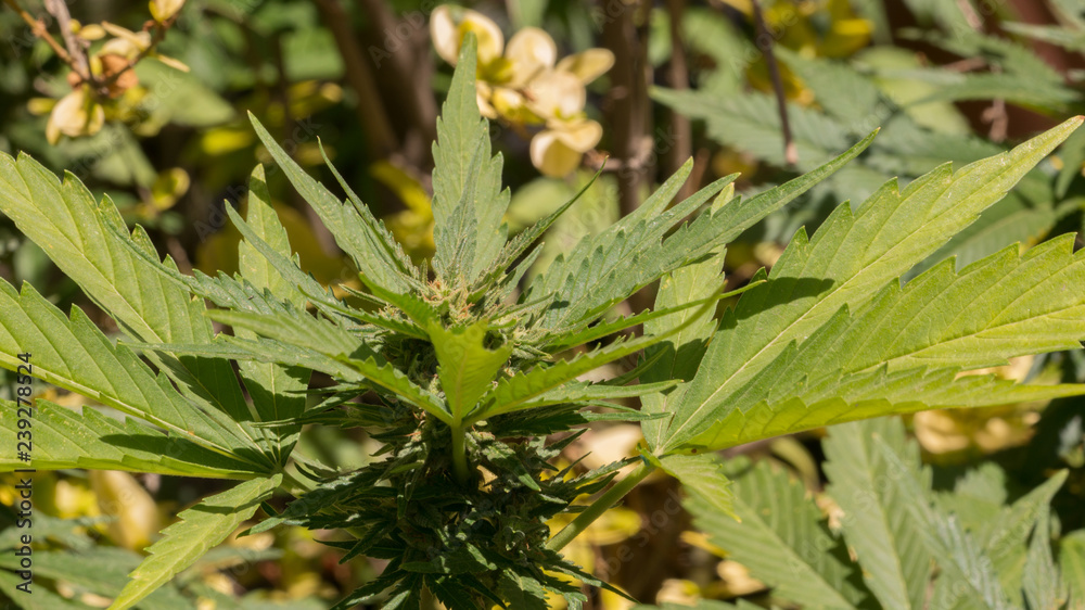 Cannabis Bud Marijuana Plant Garden Cannabis Bud Marijuana Plant Garden