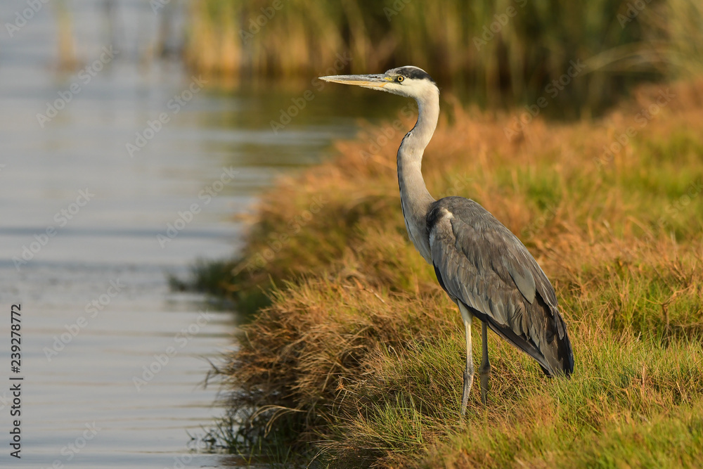 Fototapeta premium Grey Heron / Ardea cinerea