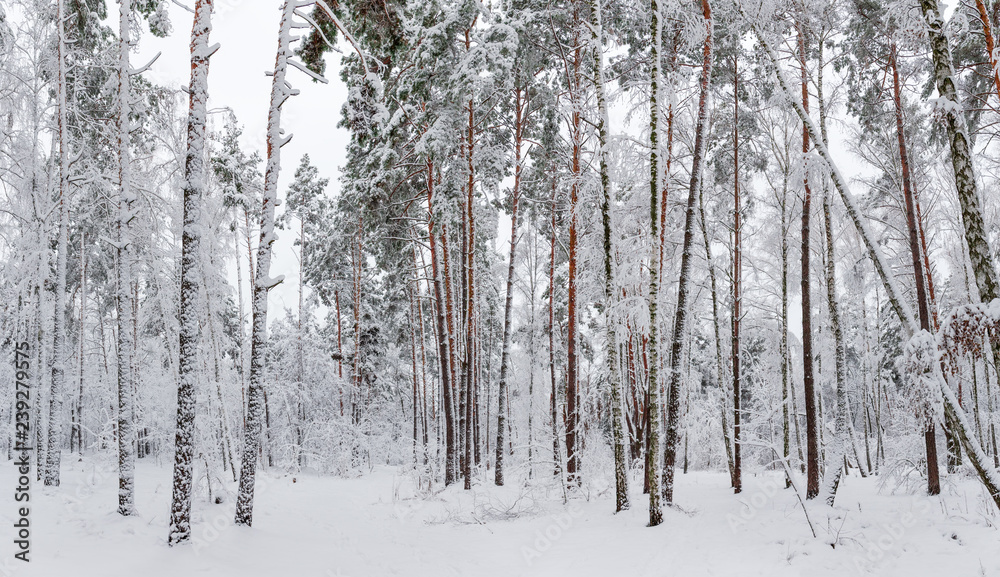 Panorama of the winter forest during a snowfall Panorama of the winter forest during a snowfall
