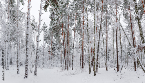 Panorama of the winter forest during a snowfall