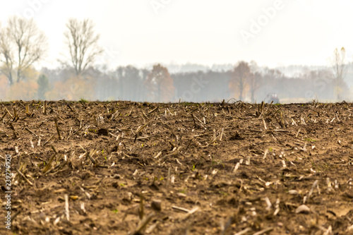 Late autumn. Mown corn field.The remains of the stems on the stubble.Trees and forest in fog on the horizon .Site about agriculture.Podlaskie,Poland.
