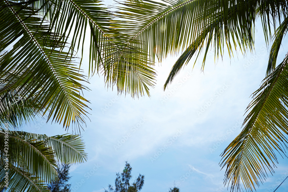  palm trees