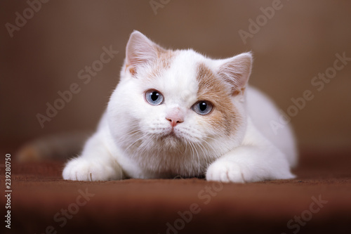 Britisch Kurzhaar Katze Kitten mit blauen Augen- blue eyes