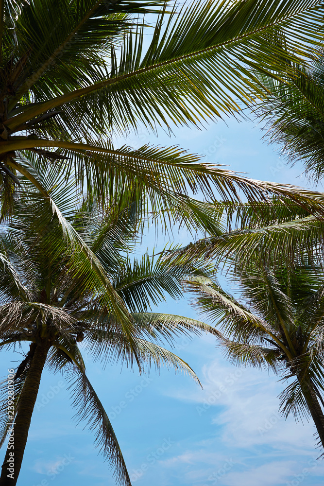 Obraz premium palm trees