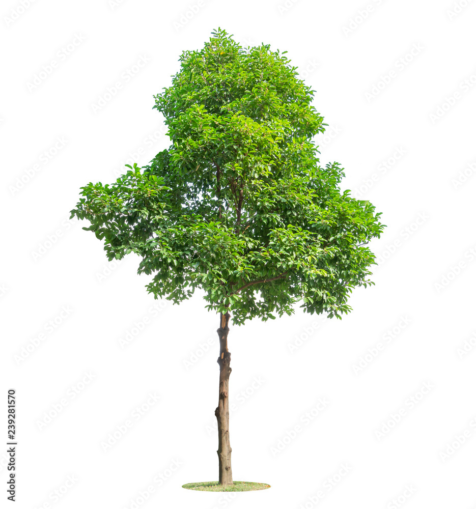 Fototapeta premium Tree isolated on white background. Beautiful and robust trees are growing in the forest, garden or park.