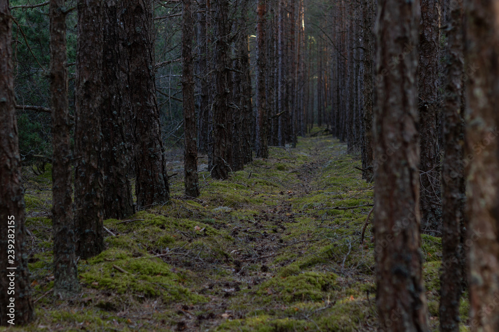 Fototapeta premium Forest path