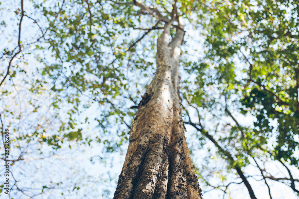 Fototapeta premium Low angel, tree in the blue sky 