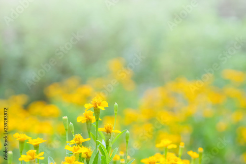 Closeup beautiful yellow flower in the garden with sunlight textured background © kenkuza