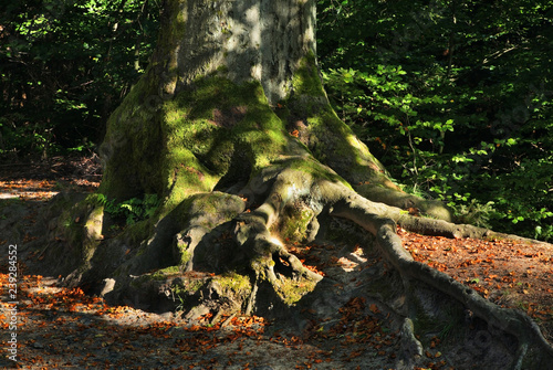 Root of tree at Bohemian Switzerland - Elbe Sandstone Mountains near Hrensko. Bohemia. Czech Republic