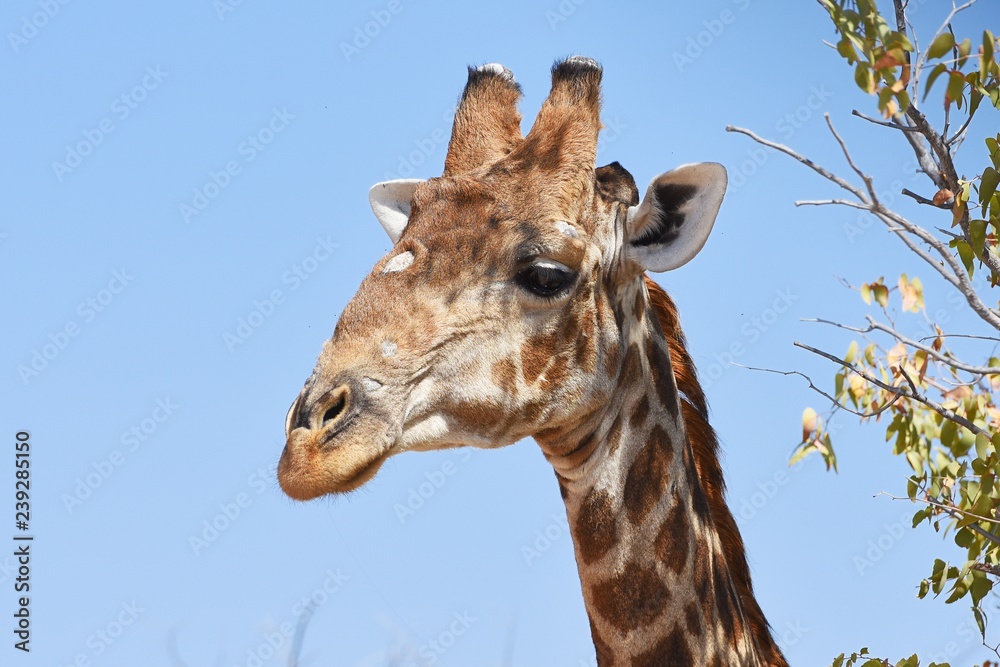 Naklejka premium Giraffenportrait einer Giraffe(giraffa camelopardalis) im Damaraland bei Palmwag in Namibia