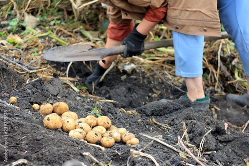 Farmer and organic potato harvest. Concept - growing organic food