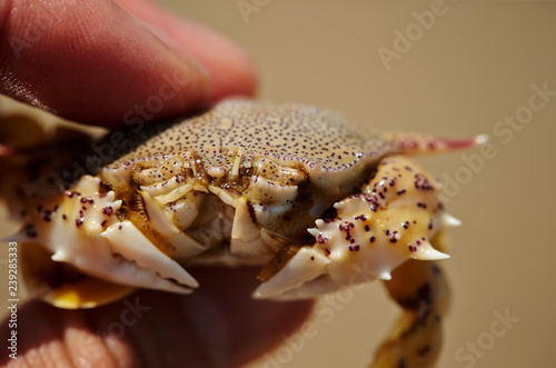 Crab at beach  © mnimage