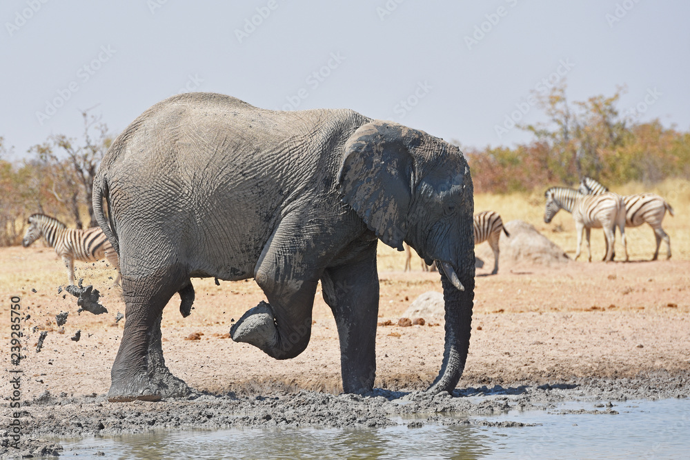 Fototapeta premium Afrikanischer Elefant (loxodonta africana) am Wasserloch Okawao im Etosha Nationalpark in Namibia