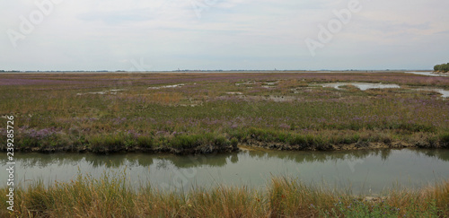 Obraz na plátně wild environment with marshes in the Venetian lagoon near Venice