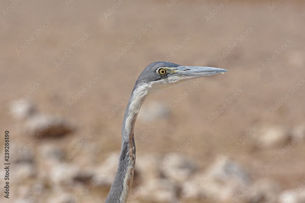 Graureiher (Ardea cinera) am Wasserloch Okawao im Etosha Nationalpark in Namibia Graureiher (Ardea cinera) am Wasserloch Okawao im Etosha Nationalpark in Namibia