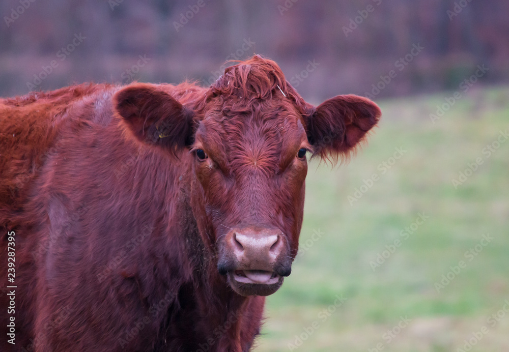 portrait of a cow in the field portrait of a cow in the field