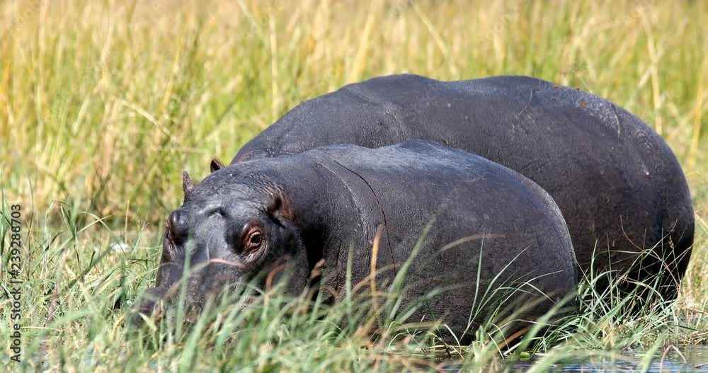 big hippo Moremi, Okawango delta, Botswana big hippo Moremi, Okawango delta, Botswana