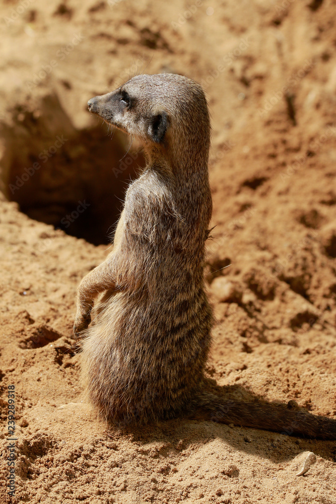 Fototapeta premium Erdmännchen (Suricata suricatta), Surikate oder Scharrtier