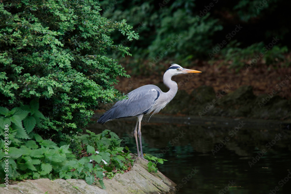 Graureiher oder Fischreiher (Ardea cinerea) Graureiher oder Fischreiher (Ardea cinerea)