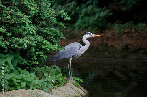 Graureiher oder Fischreiher  Ardea cinerea  