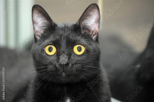 black bombay cat with bright yellow eyes photo