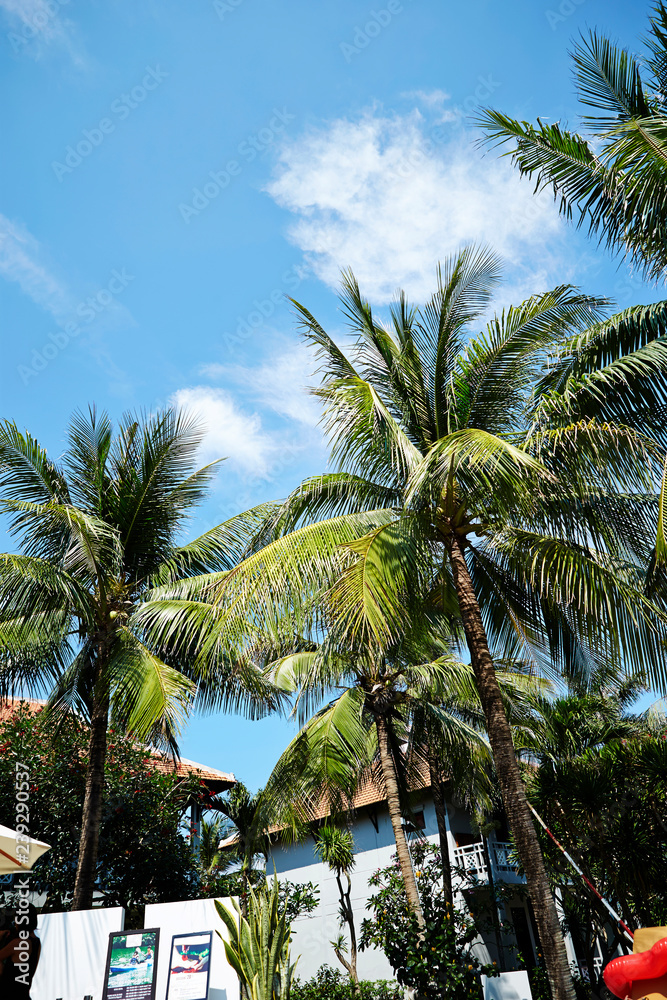 Fototapeta premium palm trees