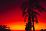Colorful warm bright sunset or sunrise with palms in tropics