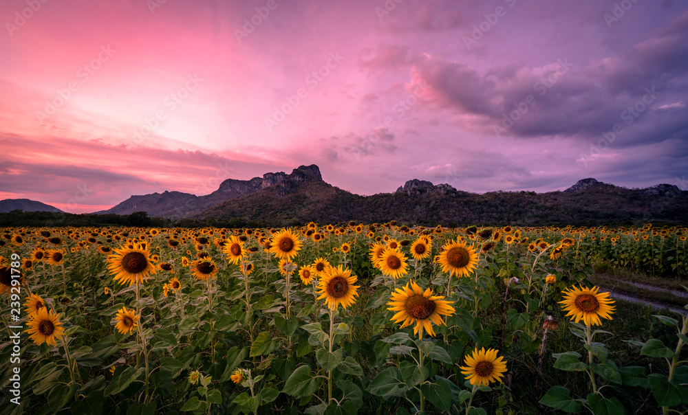 Fototapeta premium Sunflower field in evening time with sunset