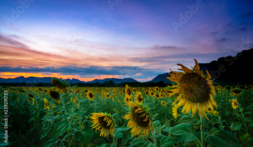 Sunflower field in evening time with sunset photo